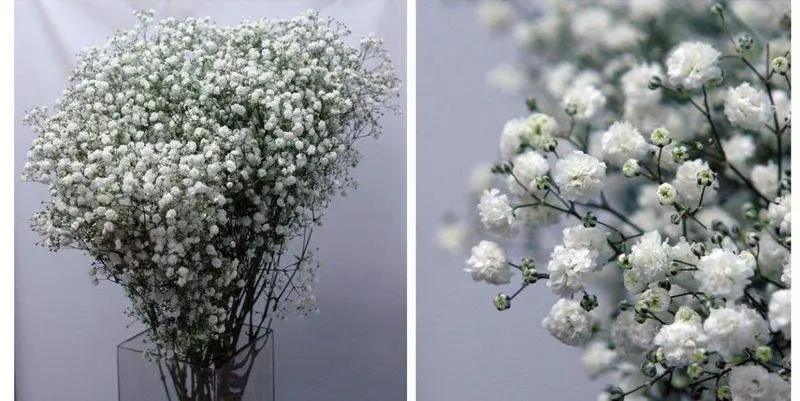 Экселенс